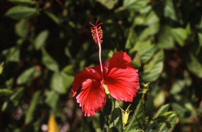 Fleur en Guyane