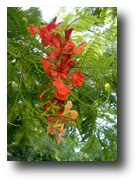 Fleur en Guyane.